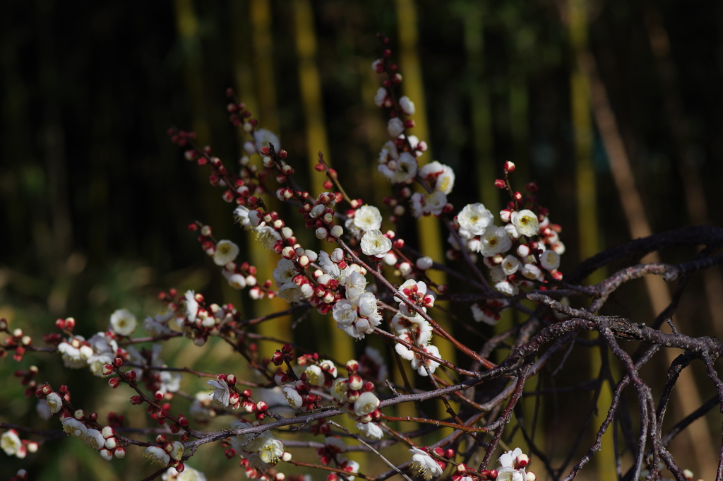 梅_神代植物公園