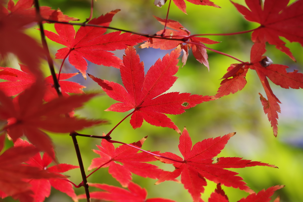 紅葉_新宿御苑