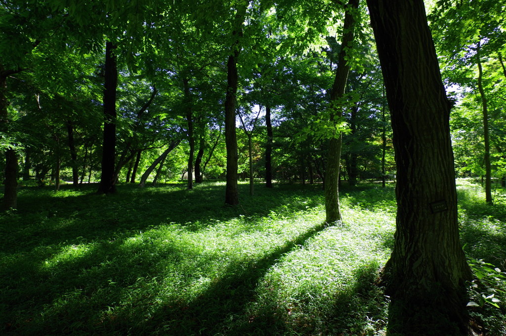 木漏れ日_神代植物公園