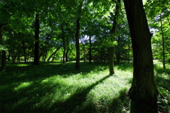 木漏れ日_神代植物公園