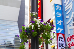 花吊り鉢_新宿歌舞伎町