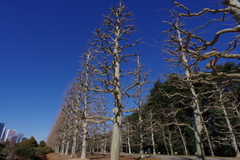 プラタナス並木_新宿御苑