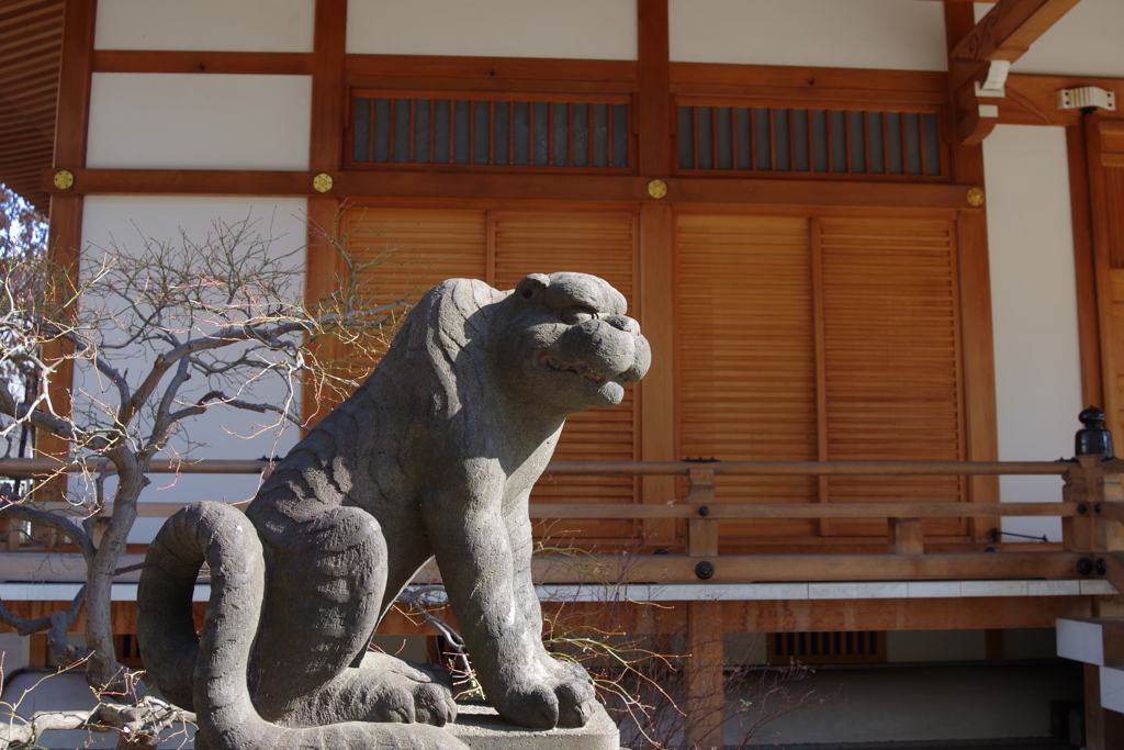 雄虎_天現寺