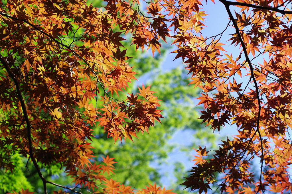 楓_蚕糸の森公園
