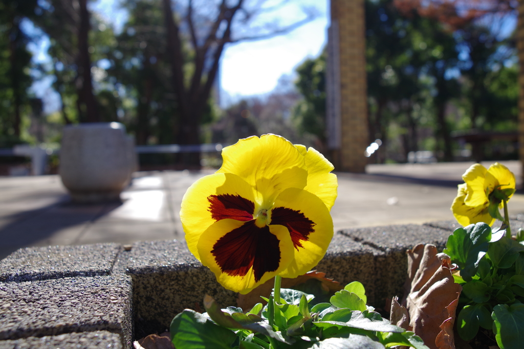 パンジー_新宿中央公園