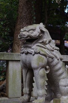狛犬_渋谷氷川神社