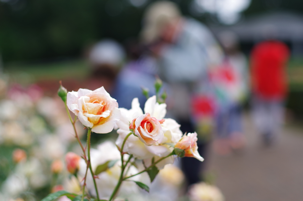 バラ_神代植物公園
