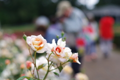 バラ_神代植物公園