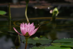 睡蓮_温室_神代植物公園