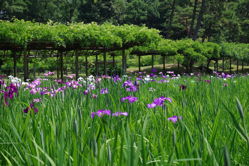 花菖蒲_小石川後楽園