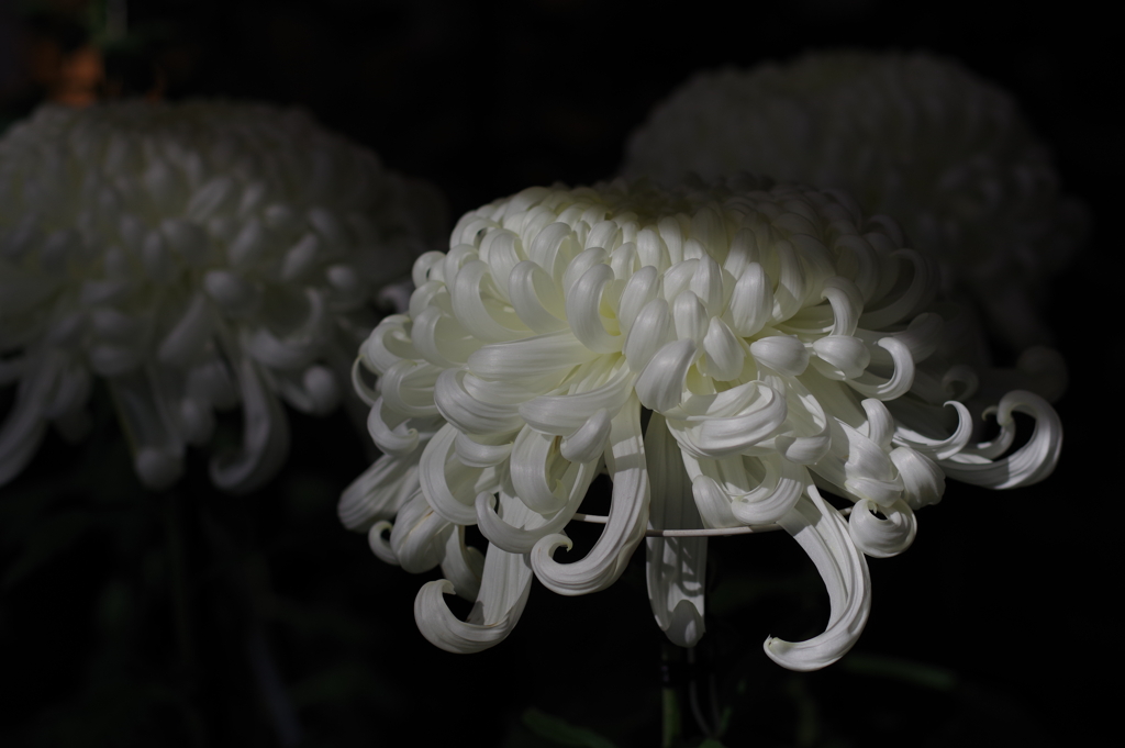 菊花展_明治神宮