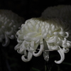 菊花展_明治神宮