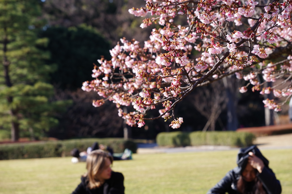 カンザクラ_皇居東御苑