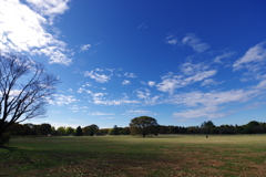 昭和記念公園