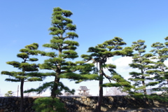 月見櫓_玉藻公園