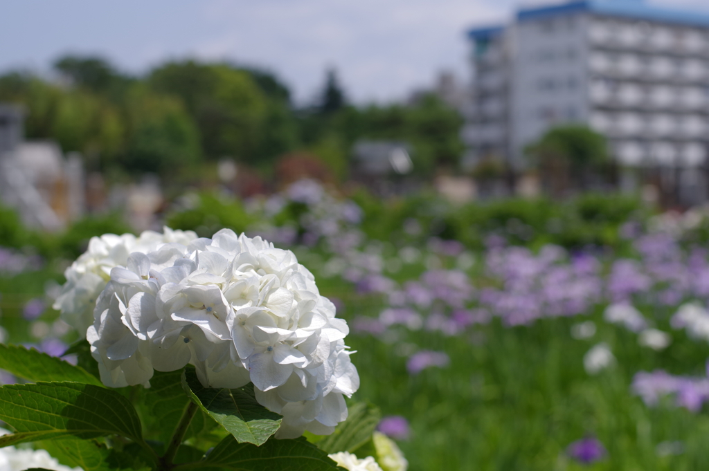 紫陽花_妙法寺