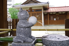 手水舎_猫_荻窪白山神社