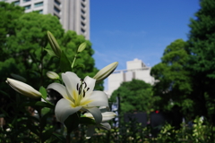 ユリ_日比谷公園