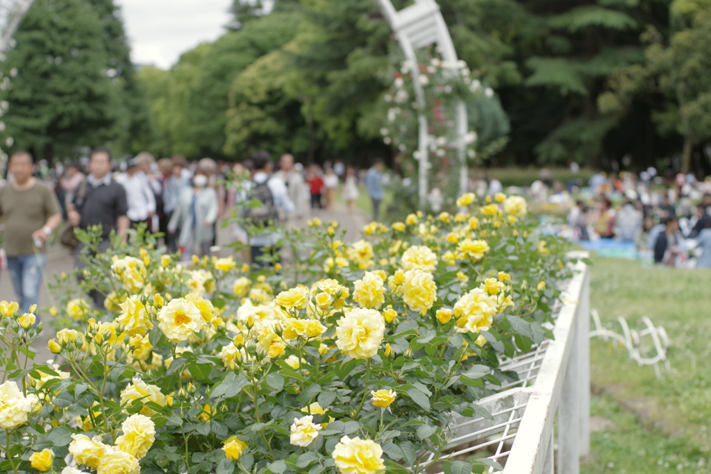 バラ_代々木公園