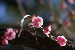 ウメ_林芙美子記念館