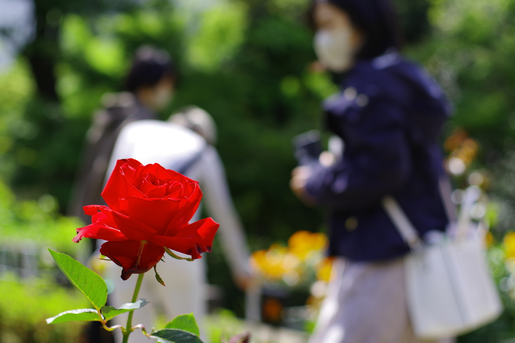 バラ_旧古河庭園