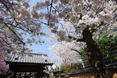 新井薬師