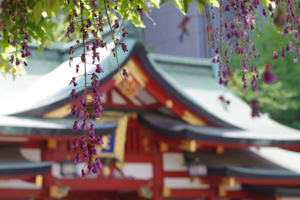 フジ_山王日枝神社