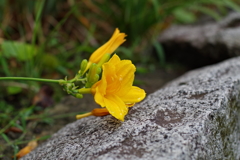 キスゲ_桃園川緑道