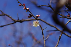 梅_哲学堂公園