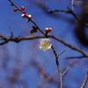 梅_哲学堂公園