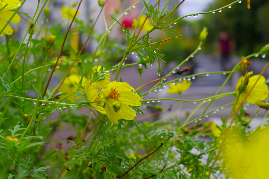 秋雨_桃園川緑道