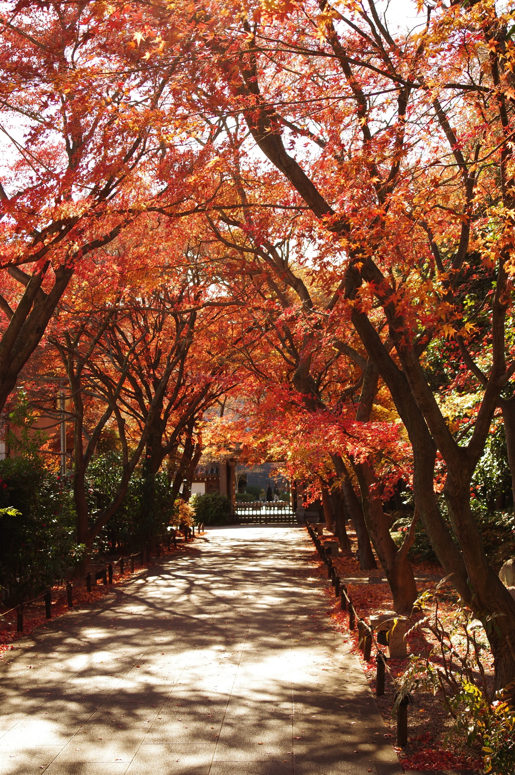 紅葉_高円寺