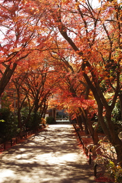 紅葉_高円寺