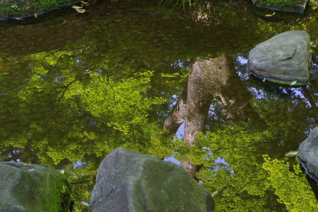 水鏡_大田黒公園