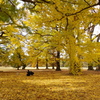 イチョウ_新宿御苑