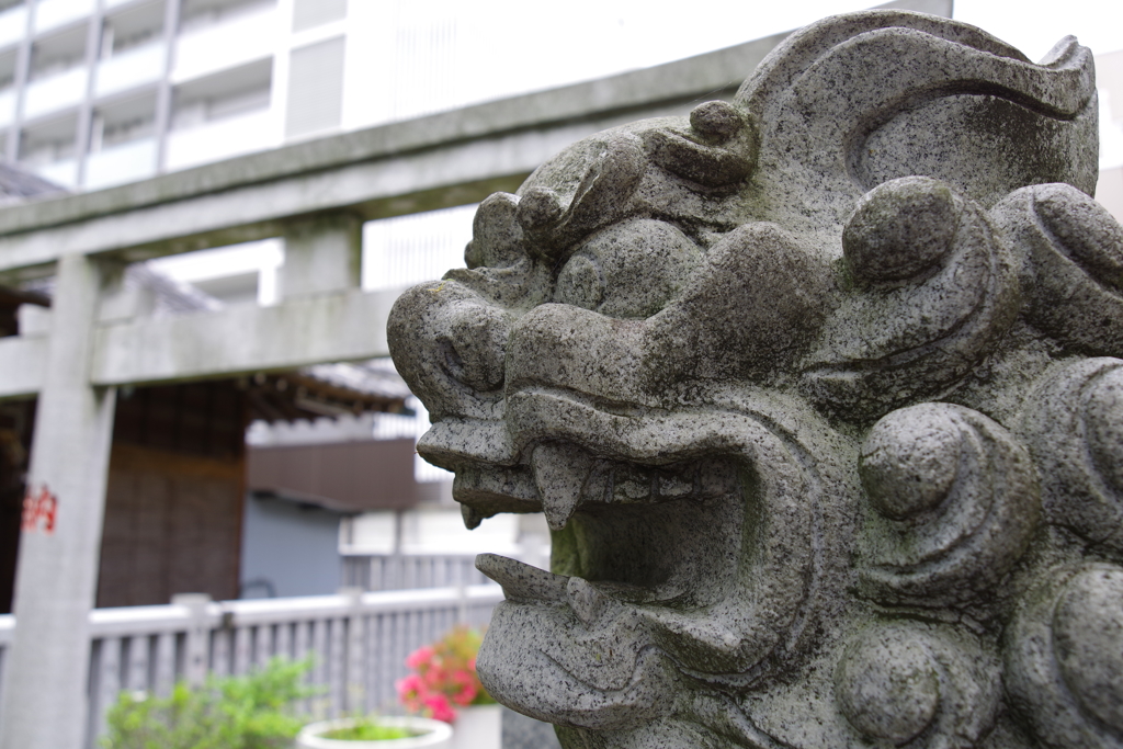 狛犬_荻窪白山神社 
