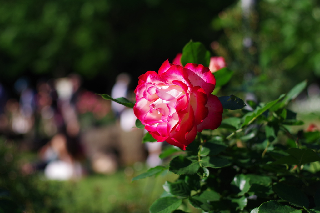 バラ_代々木公園