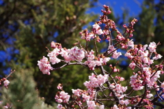 薩摩寒桜_新宿御苑