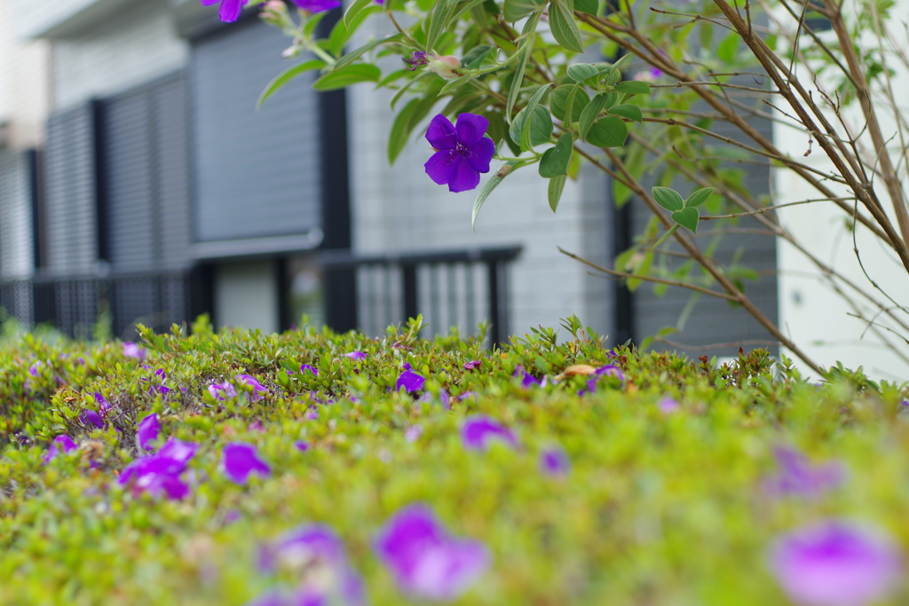 シコンノボタン_桃園川緑道