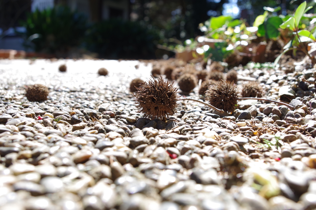 タイワンスギの実_新宿御苑