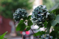 紫陽花_西新宿