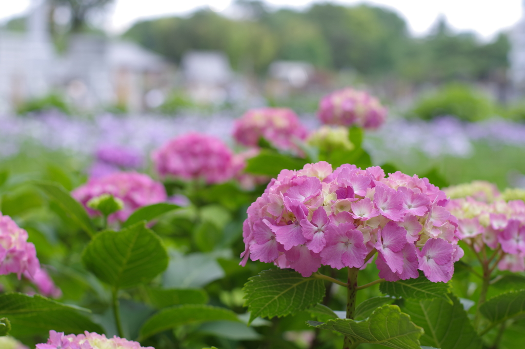 紫陽花_妙法寺