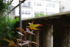 カエデ_荻窪白山神社