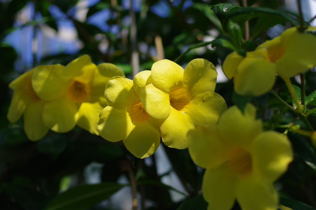 アリアケカズラ_神代植物公園