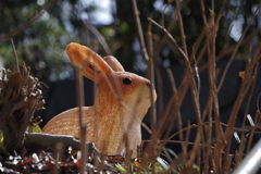 ウサギ_新宿中央公園