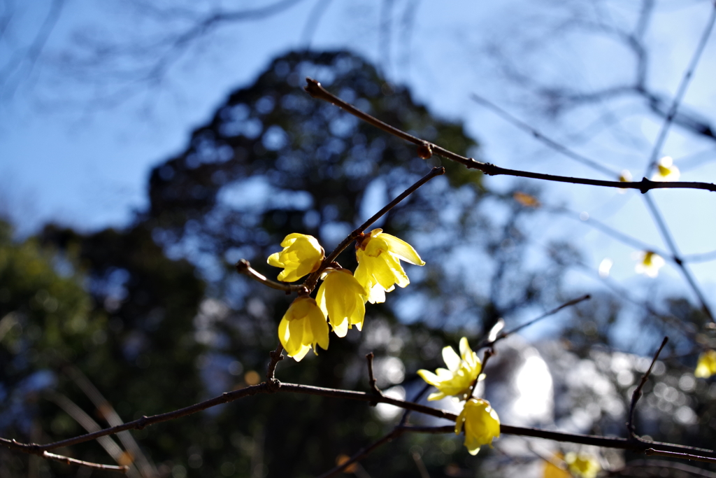 ソシンロウバイ_小石川後楽園