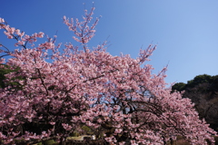 薩摩寒桜_新宿御苑