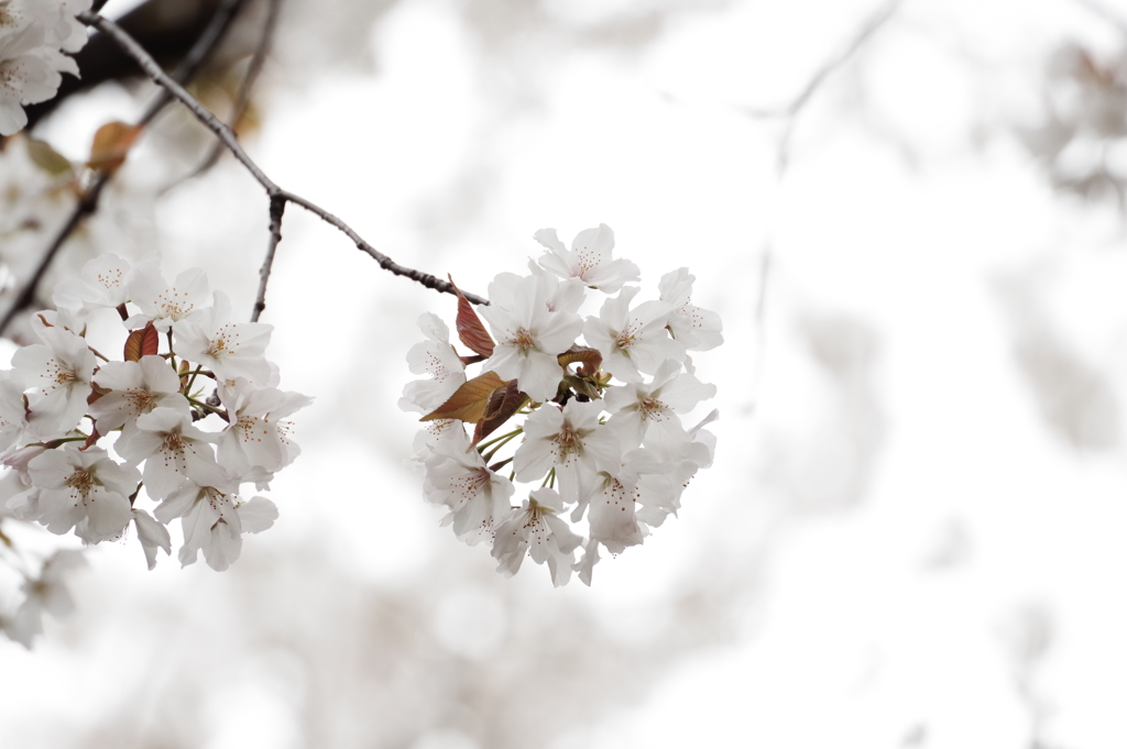 山桜
