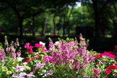 花壇_日比谷公園
