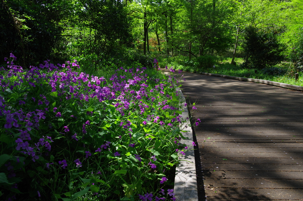 ムラサキハナナ_新宿御苑